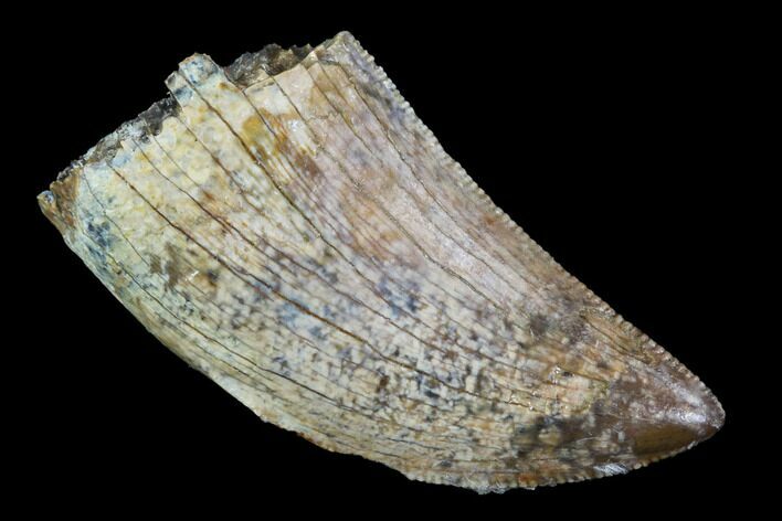 Serrated, Tyrannosaur Tooth - Judith River Formation, Montana #95655